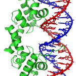 DNA. Bild: Richard Wheeler, CC-BY-SA 3.0